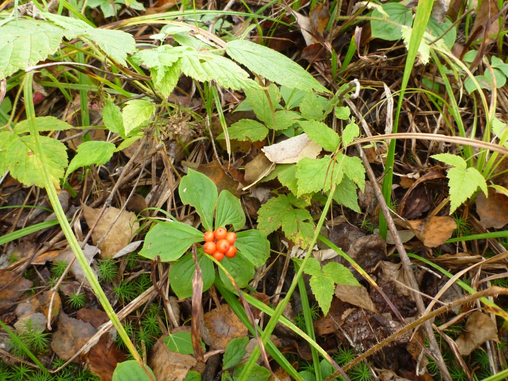 P1050529.JPG
