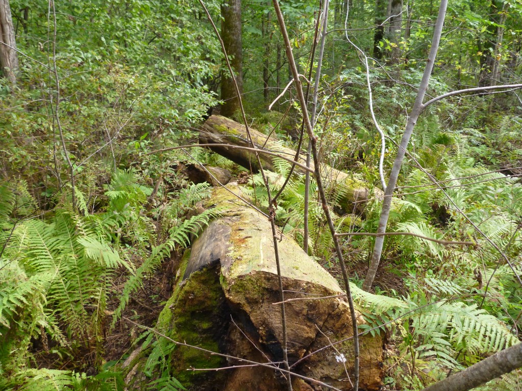 P1050557.JPG