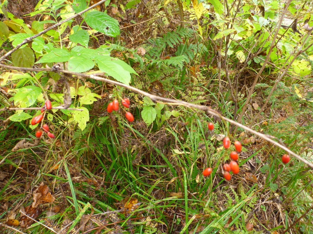 P1050616.JPG