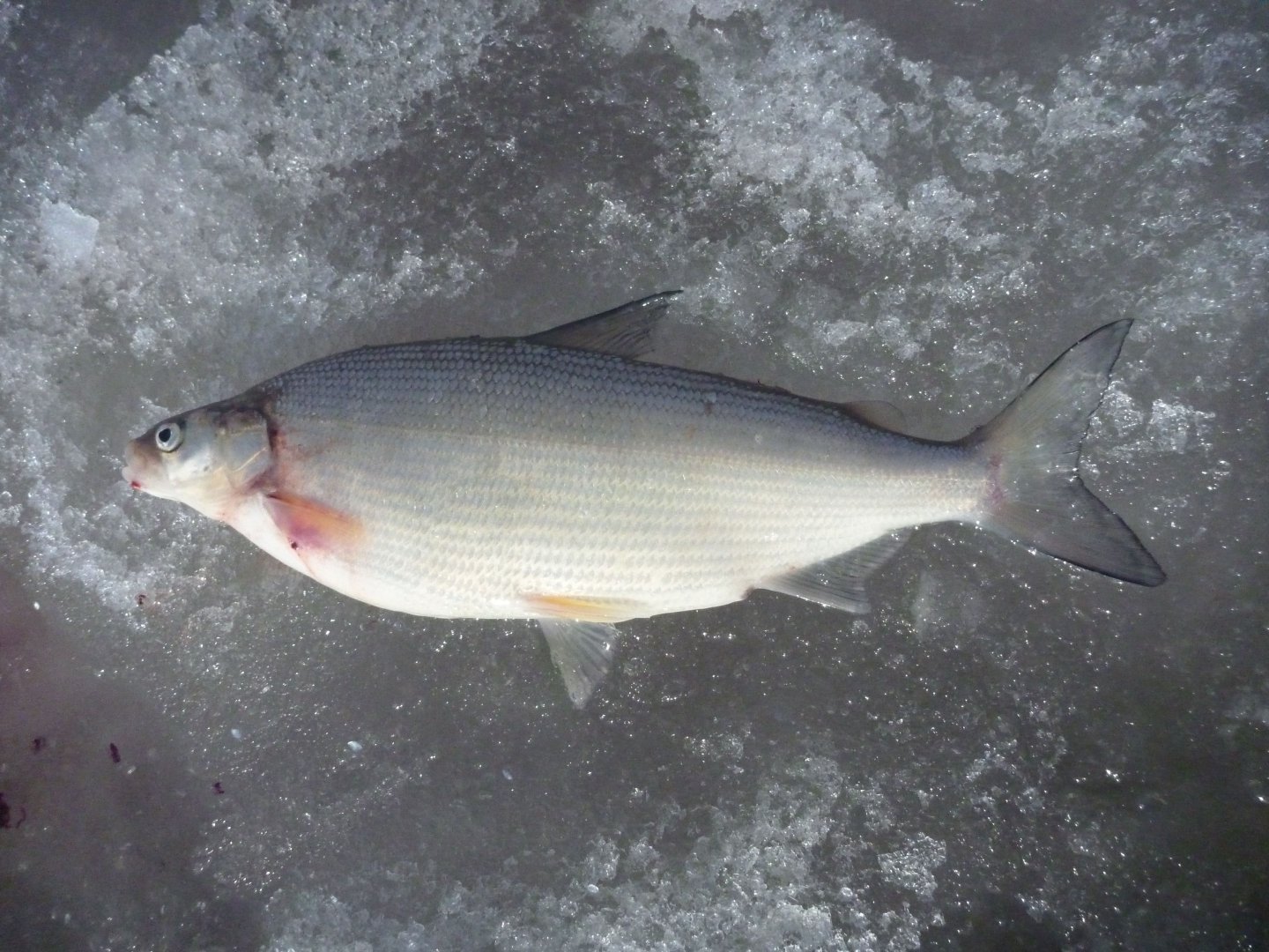 P1070449.jpg