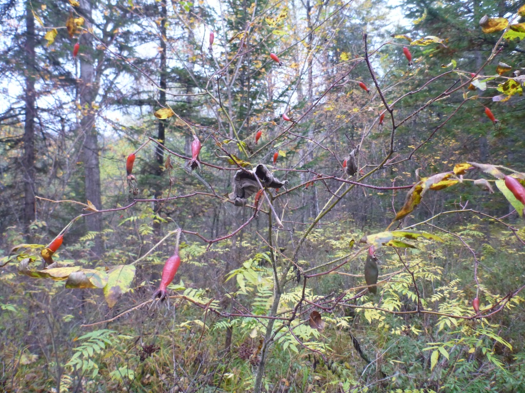 P1080269.JPG