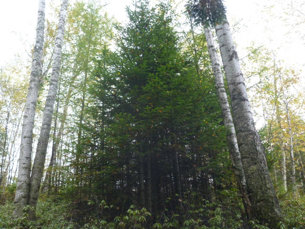 P1080271.JPG