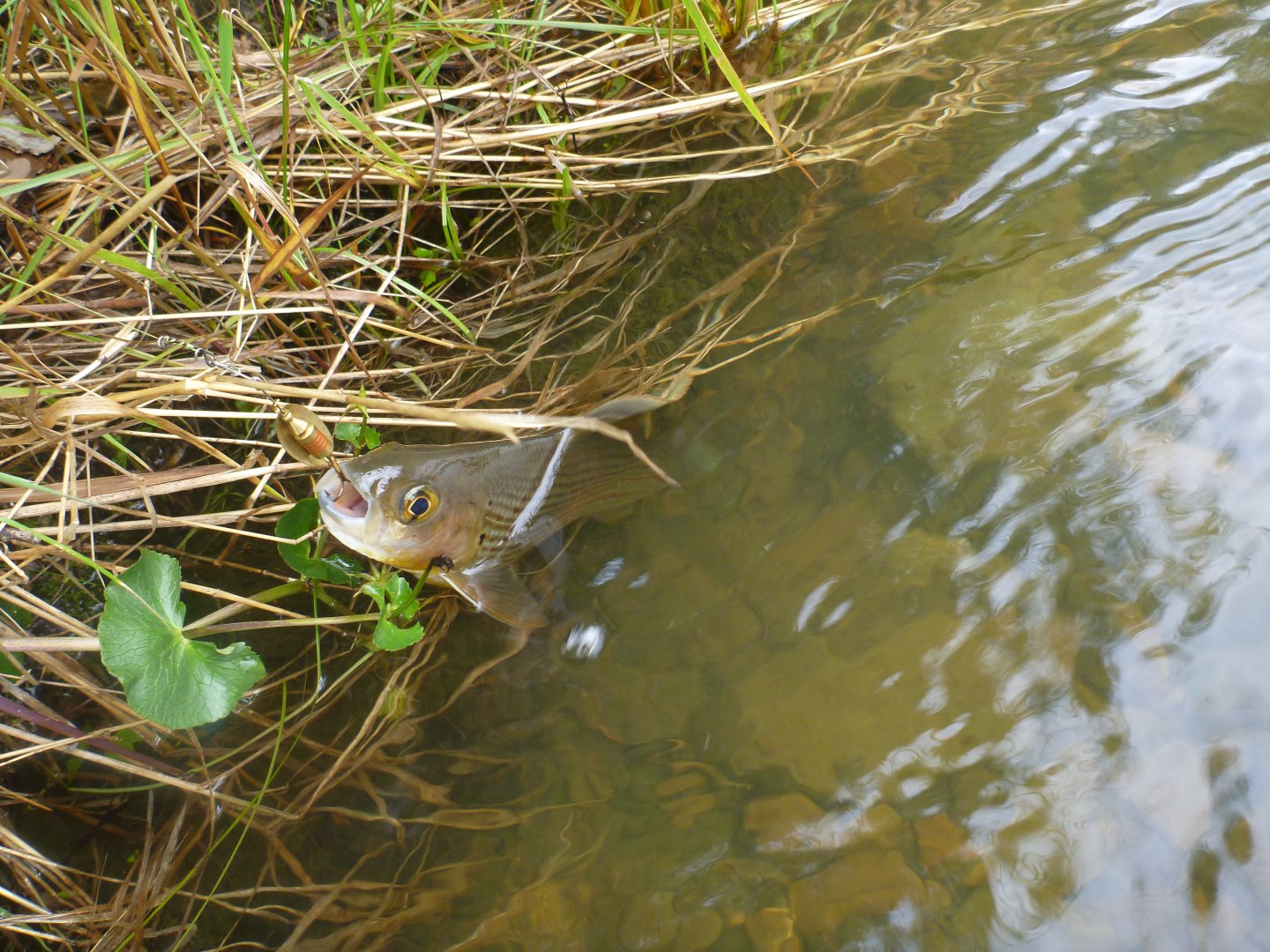 P1080837.JPG
