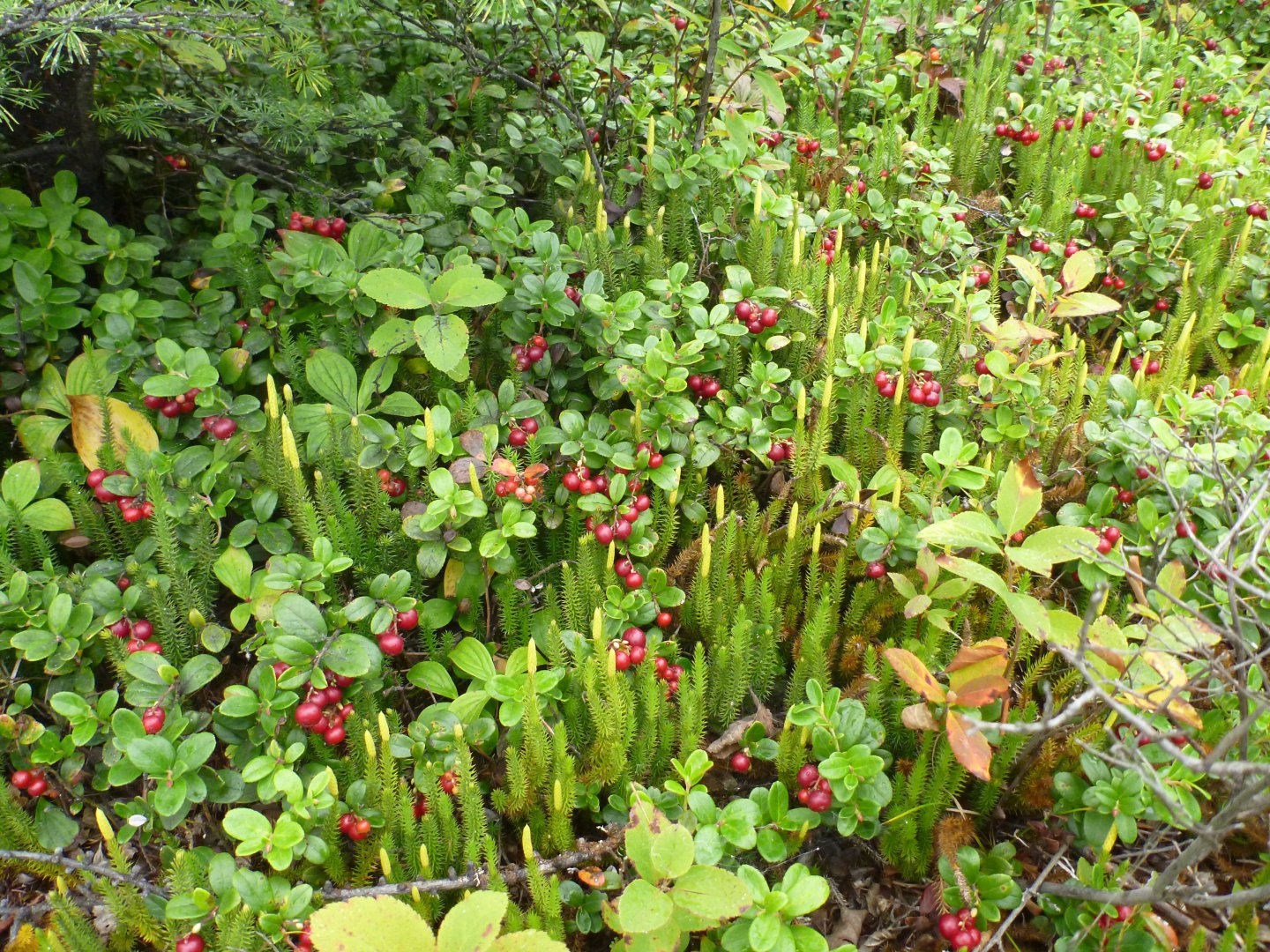 P1090099.JPG