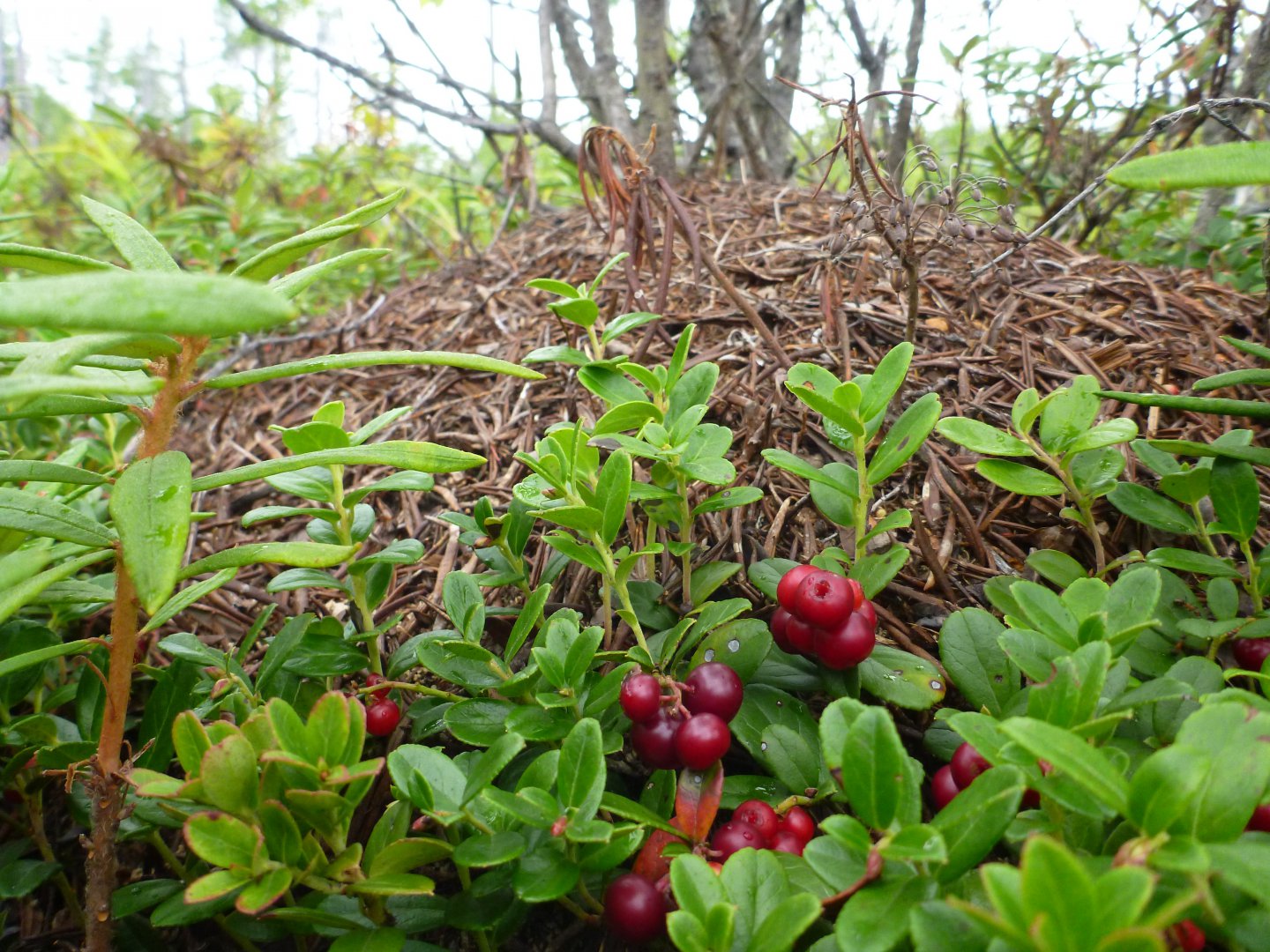 P1090103.JPG