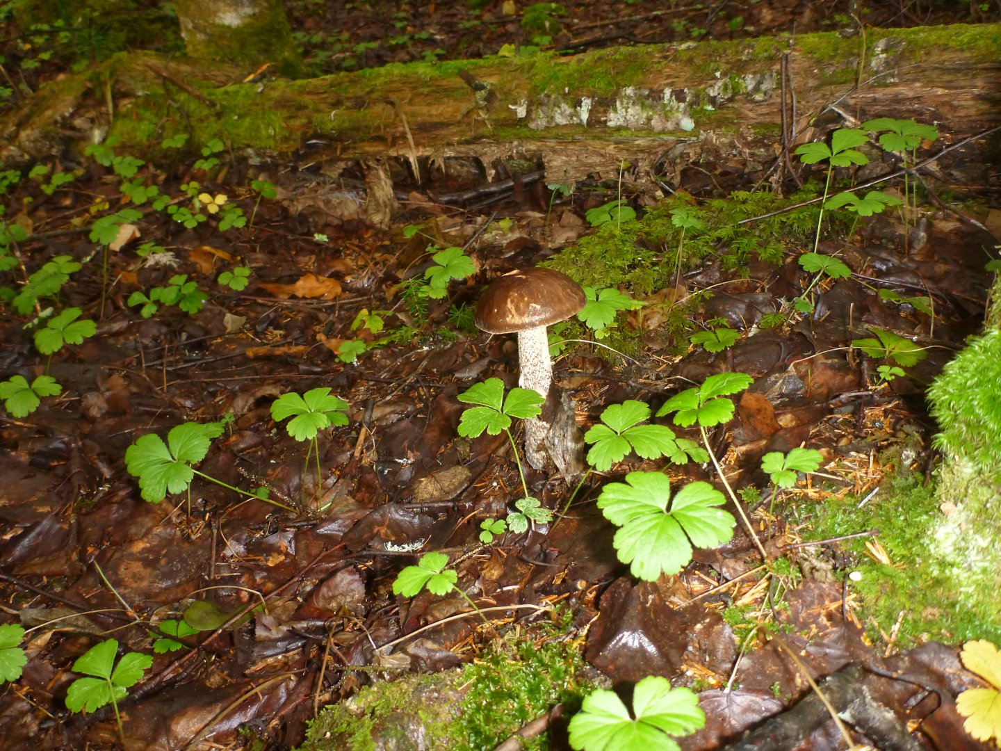 P1090169.JPG