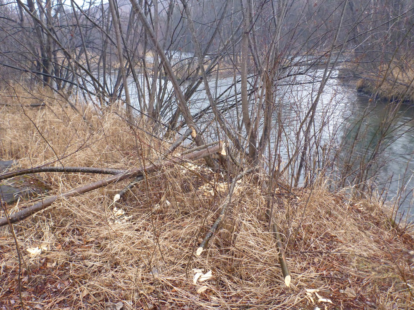 P1100050.JPG