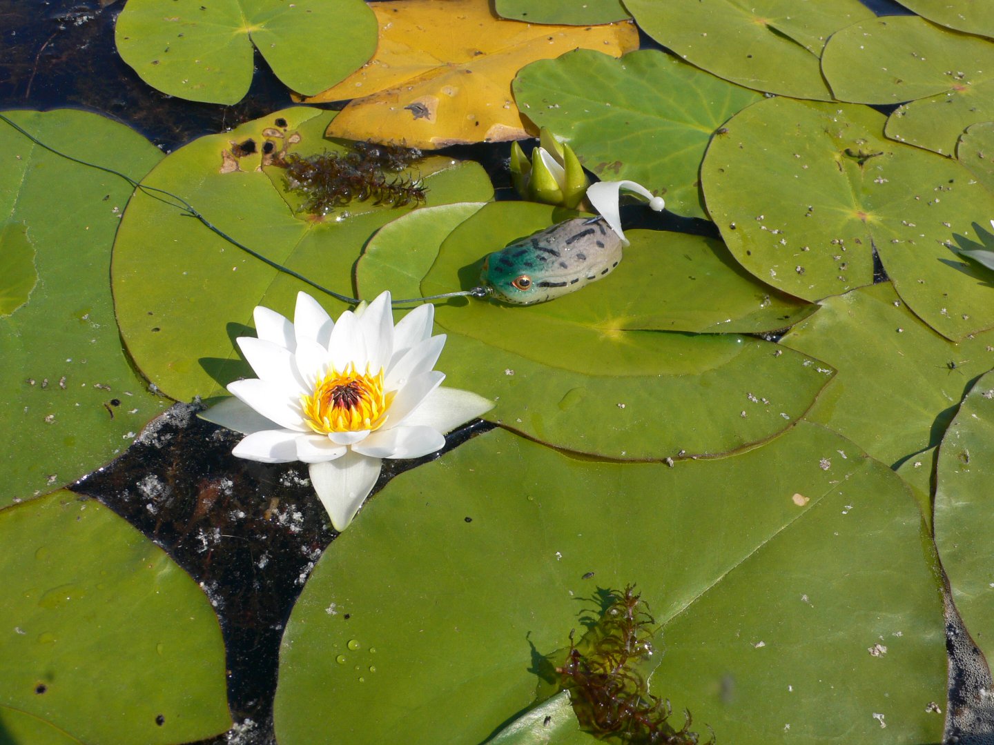 P1100336.JPG
