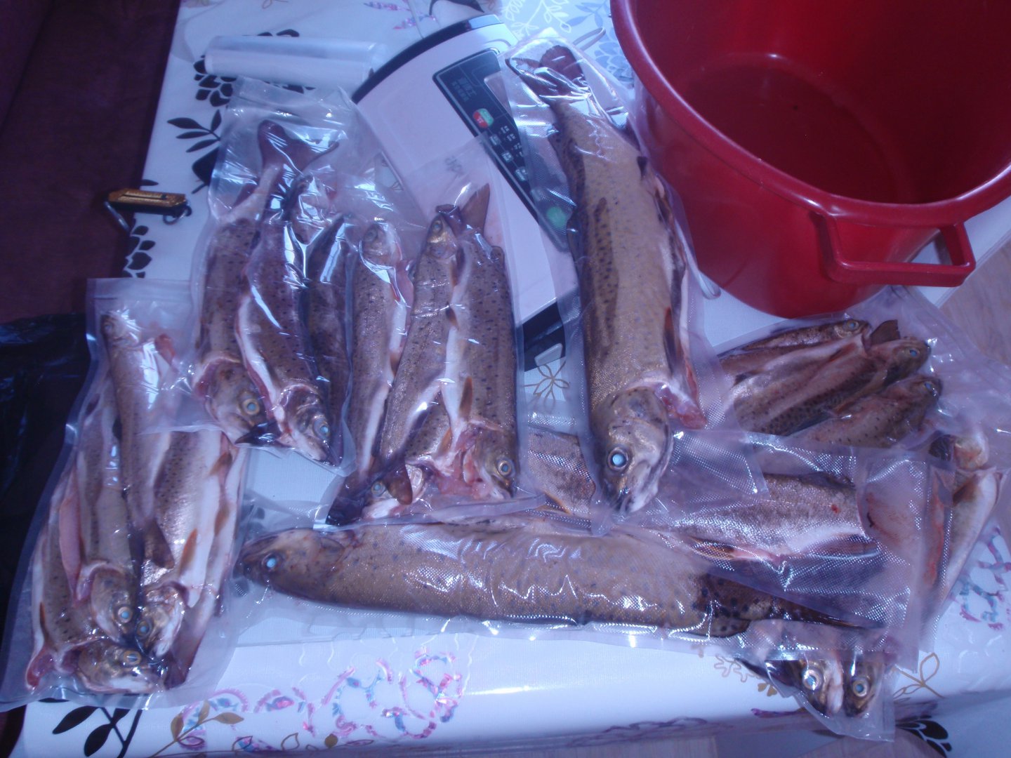 P4242241.JPG