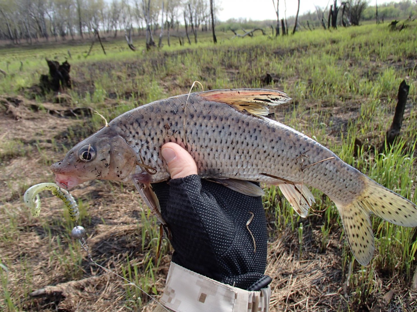 P5160004.JPG