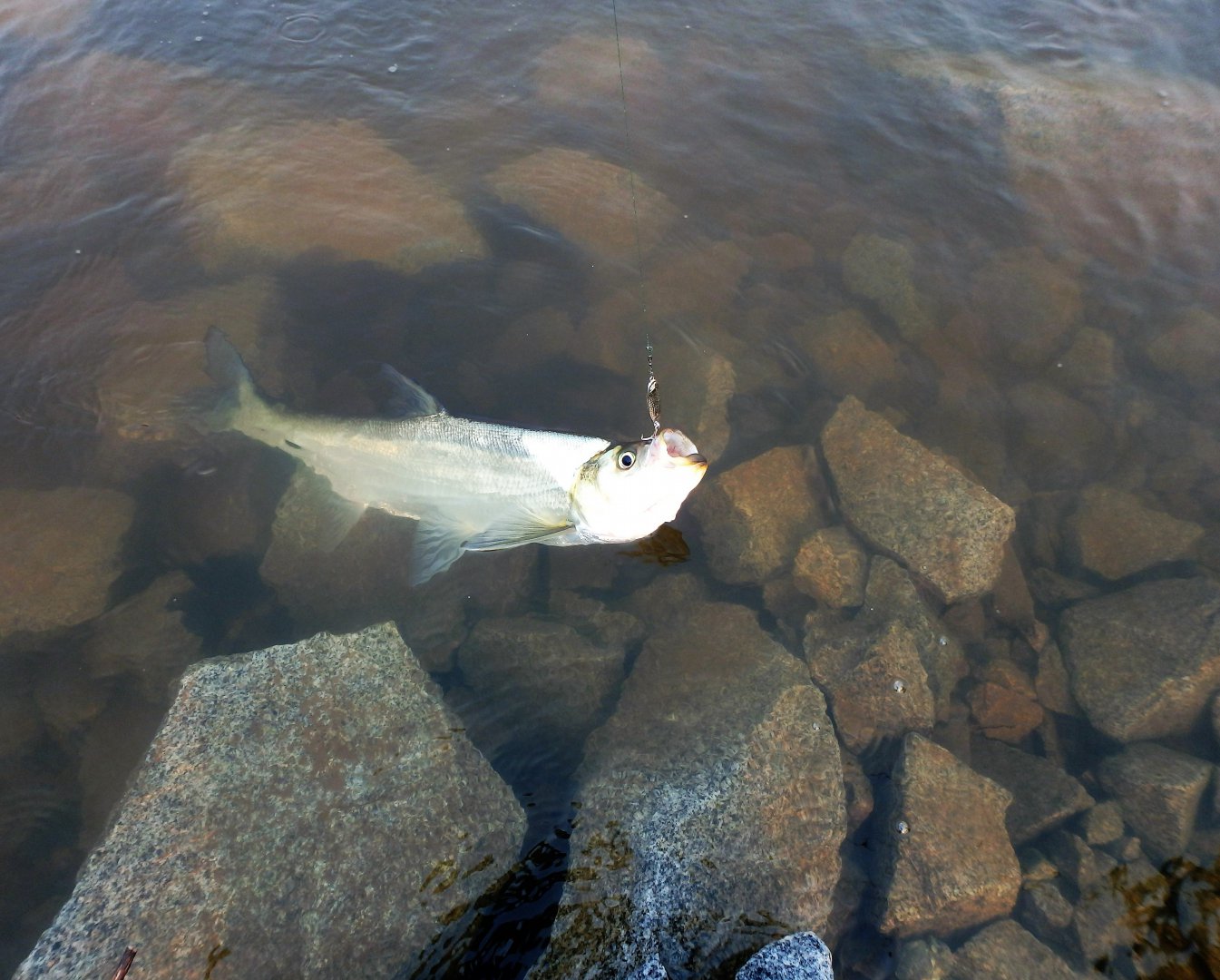 P5180007.JPG