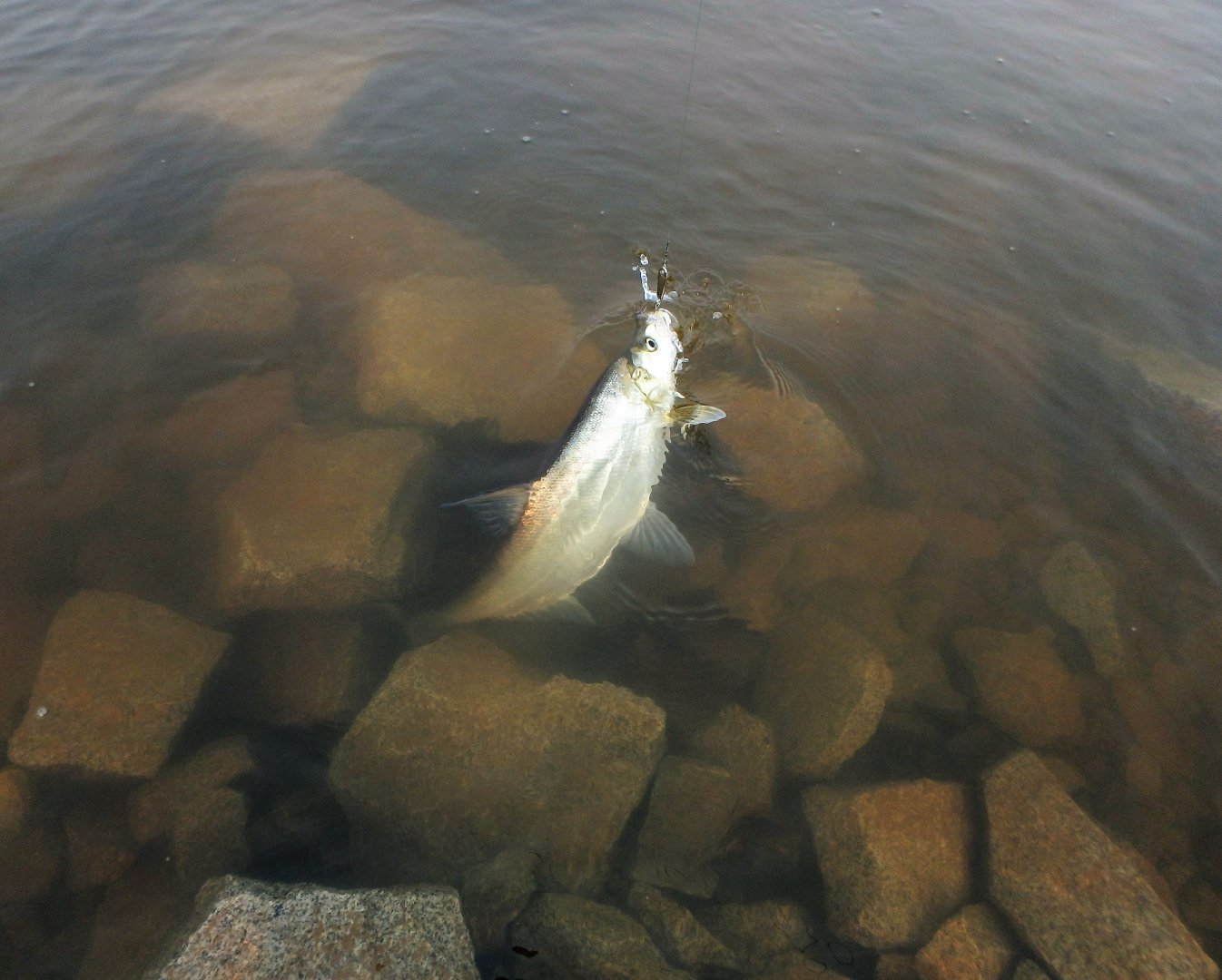 P5180008.JPG