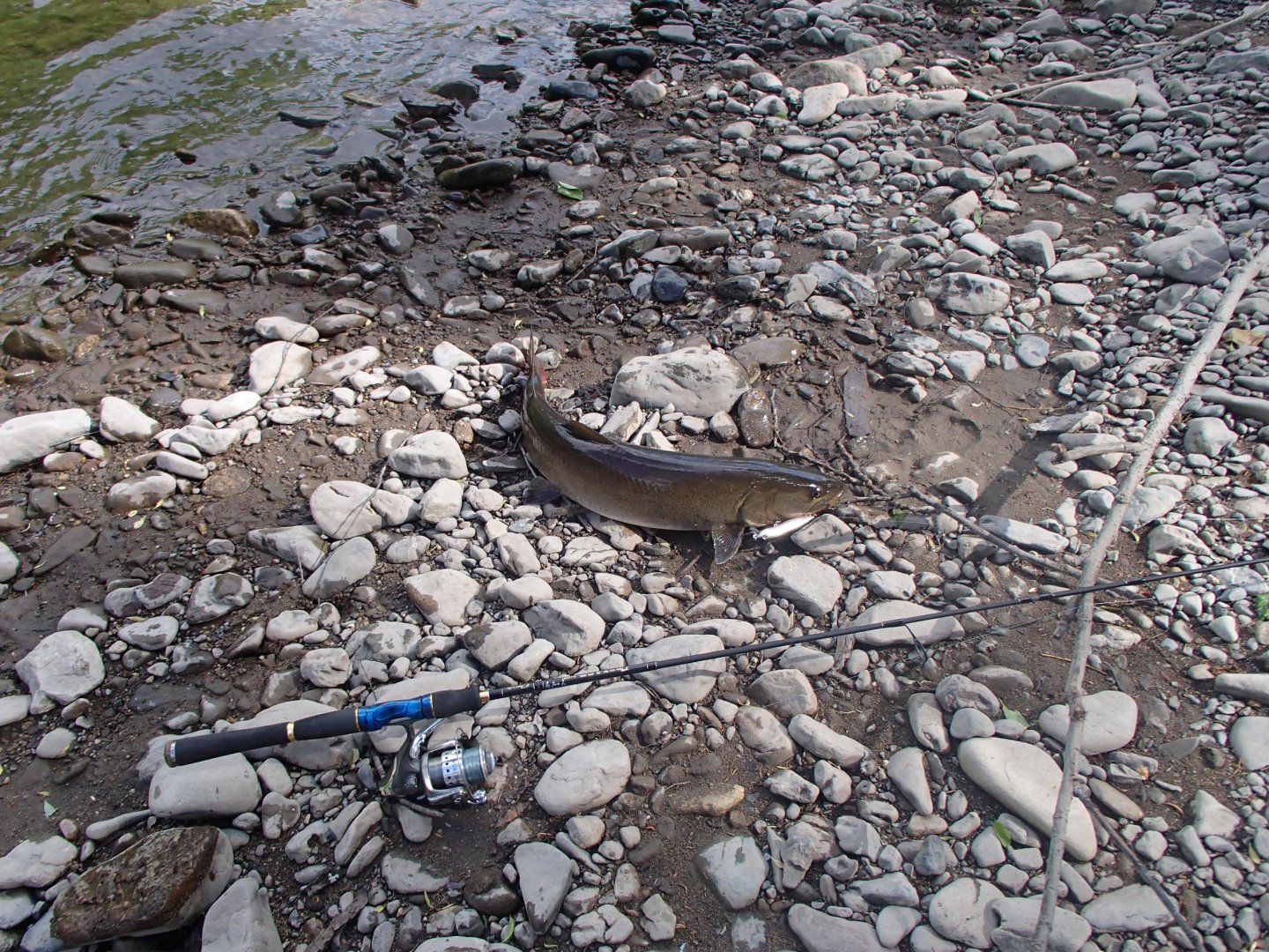 P5291868.JPG