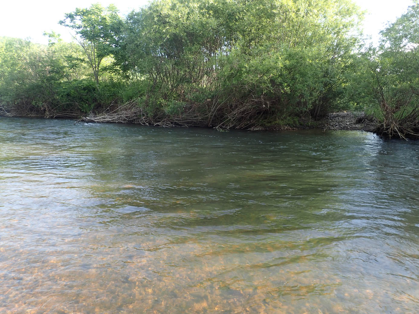 P6100059.jpg