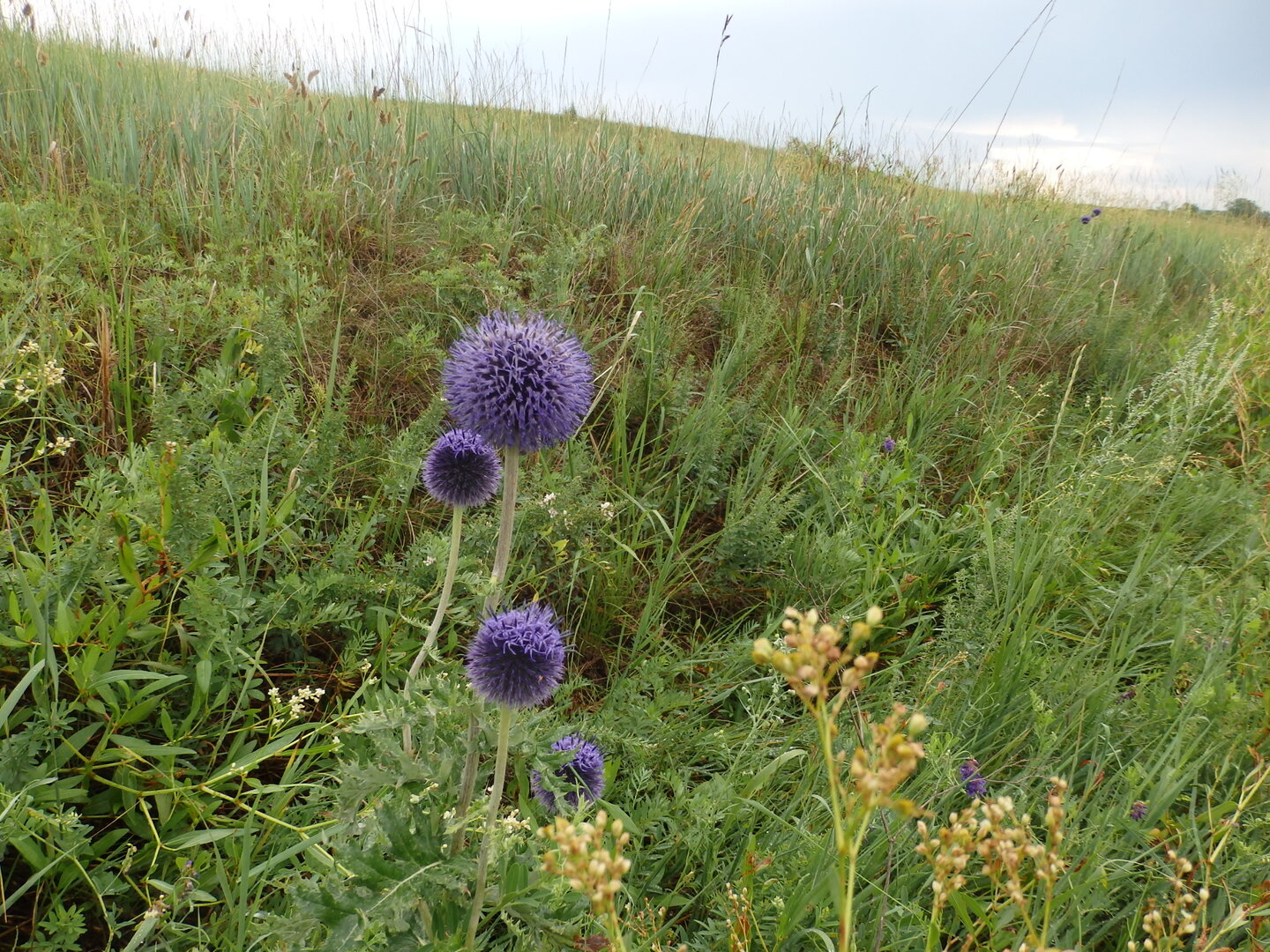 P7306446.JPG