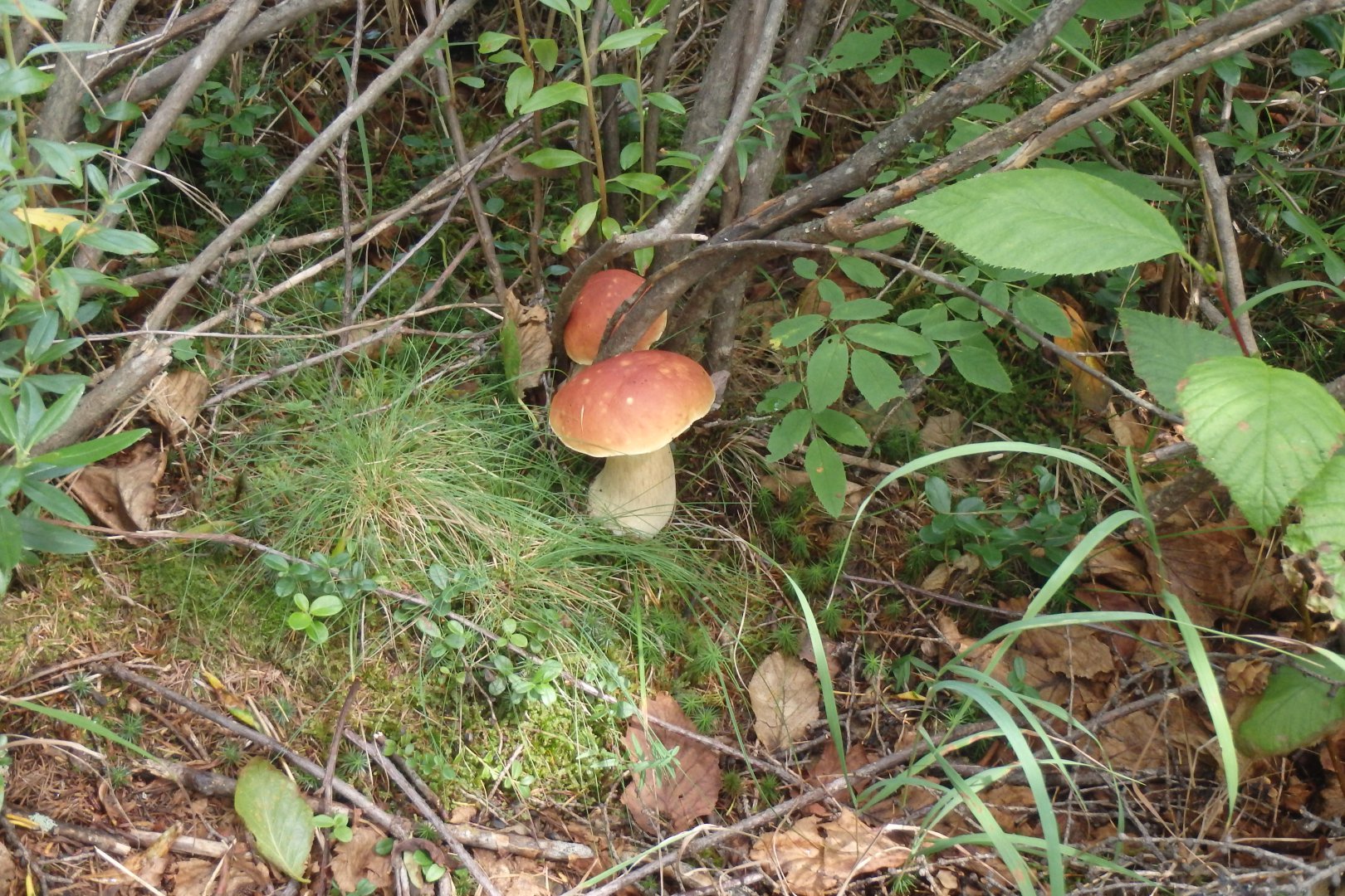 P8180557.JPG
