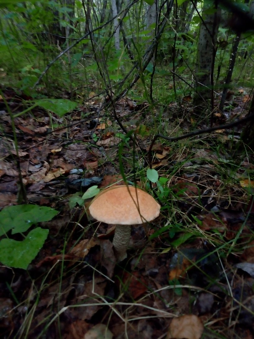 P90810-082345.jpg