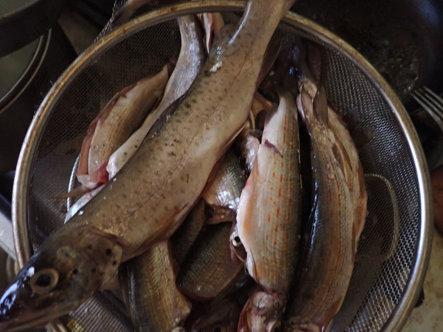 P9150160.JPG