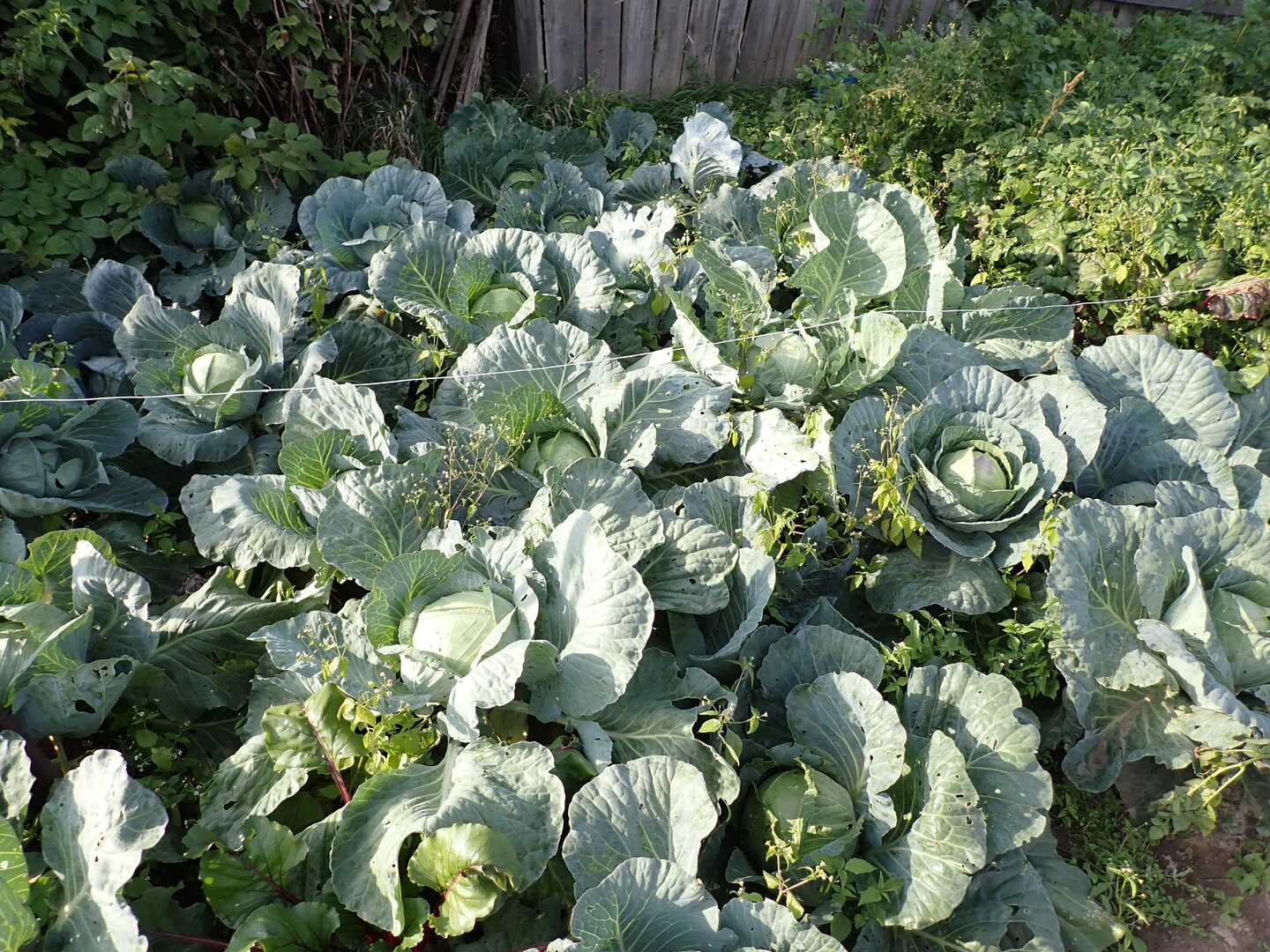 P9180163.JPG