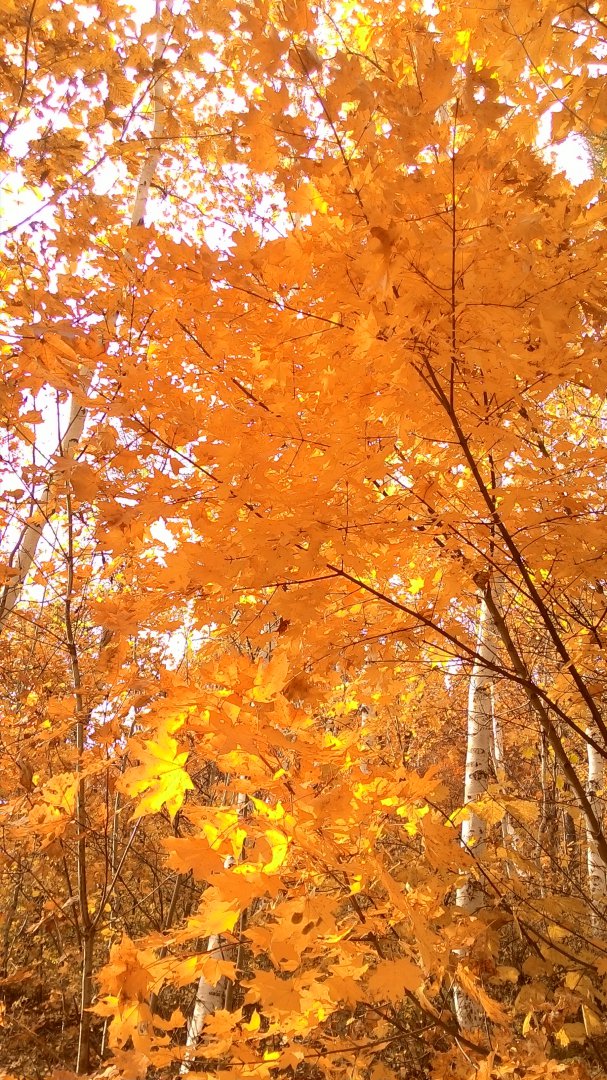 P_20151008_152612.jpg