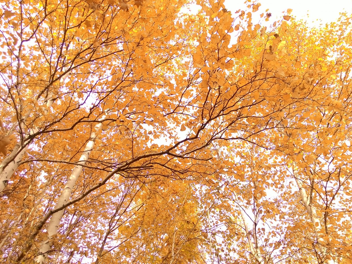 P_20151008_153155.jpg