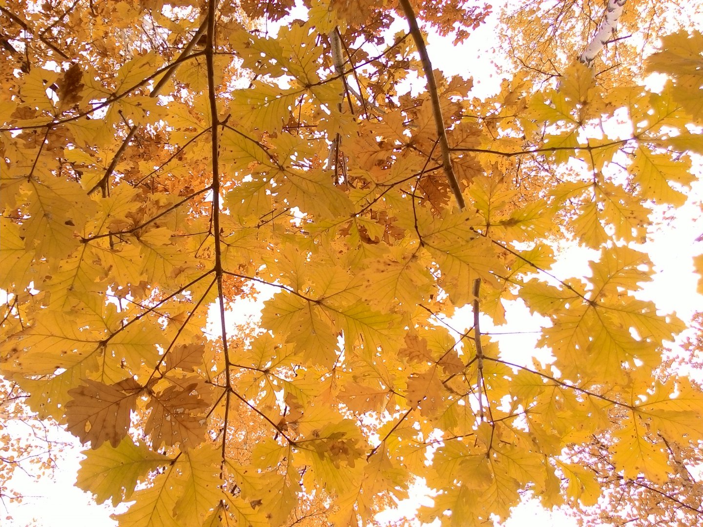 P_20151008_163038.jpg