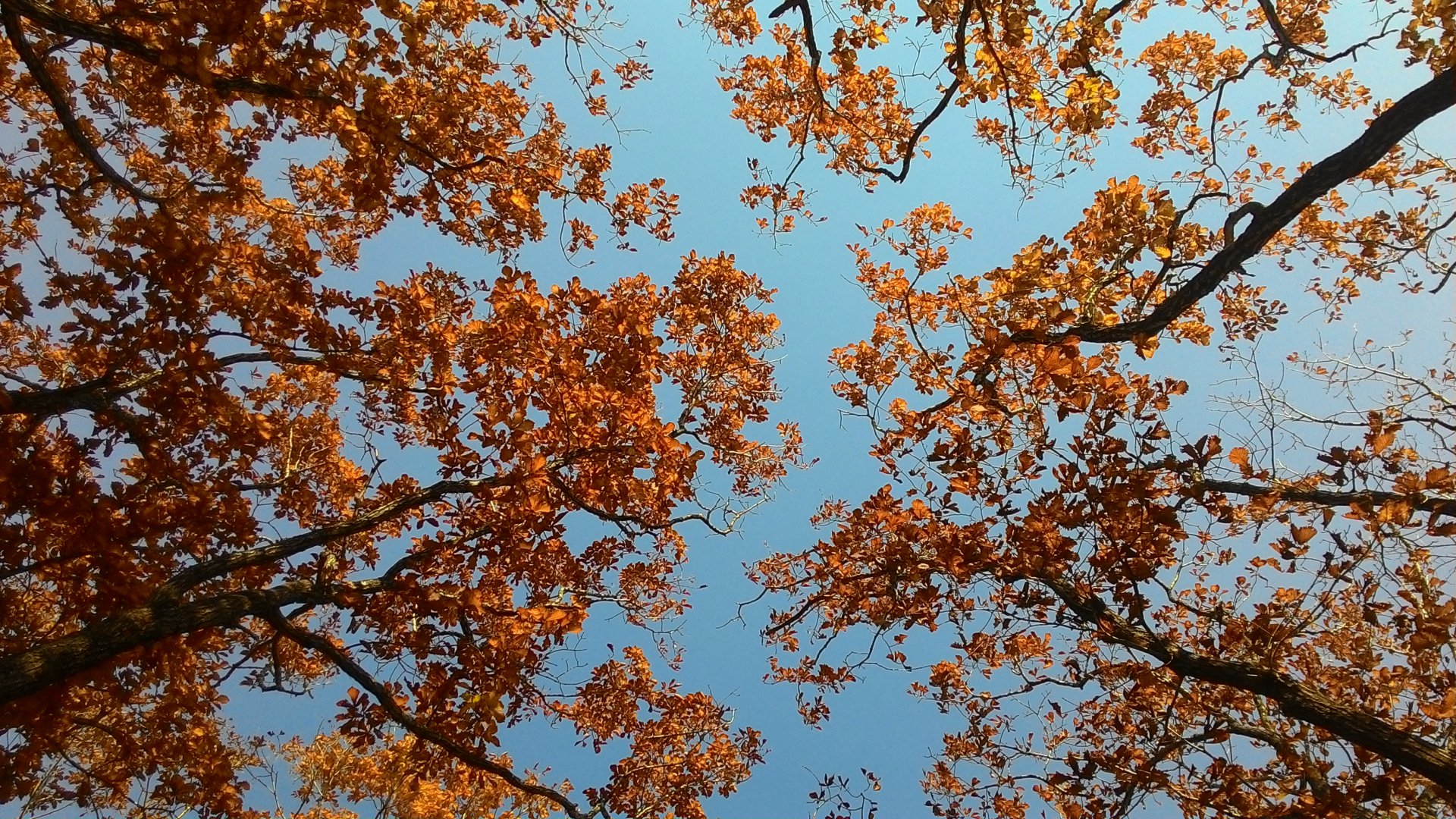 P_20151020_123945.jpg