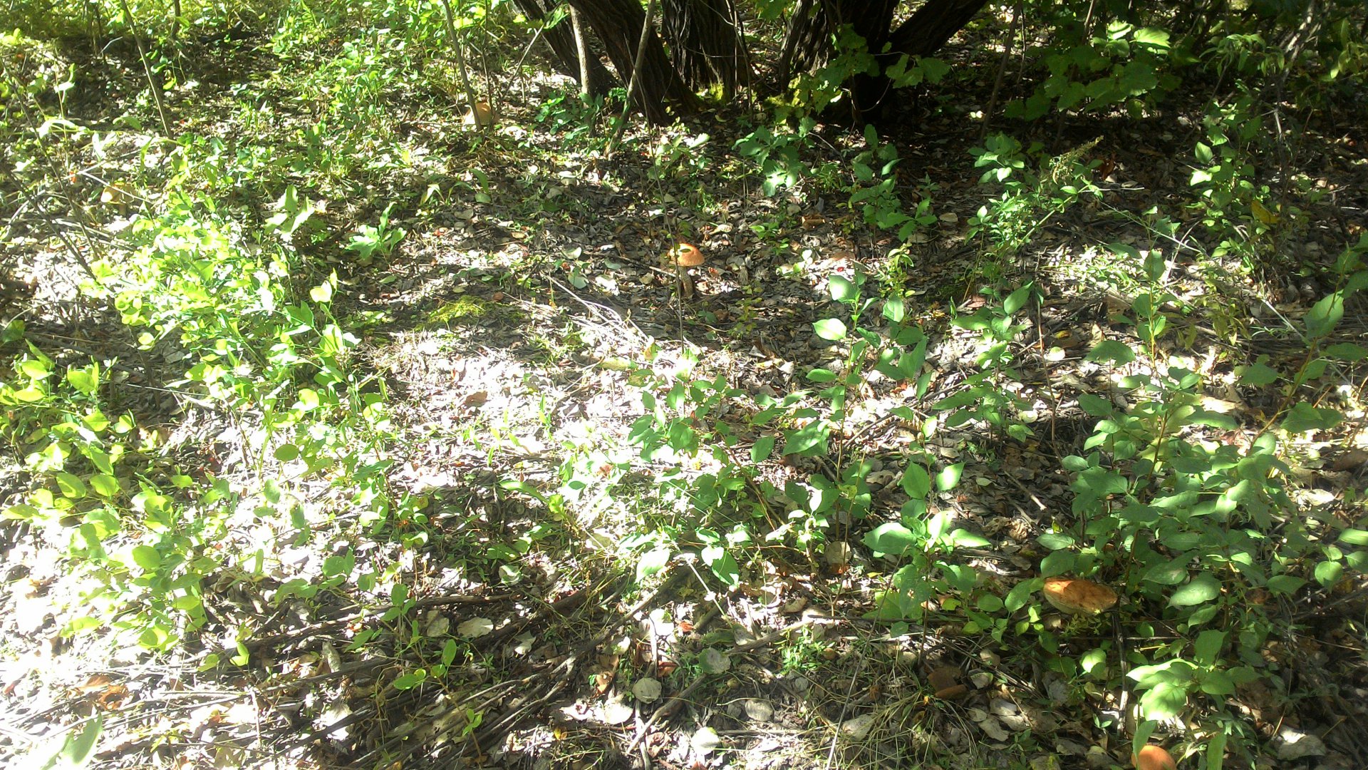 P_20160826_110951_BF.jpg