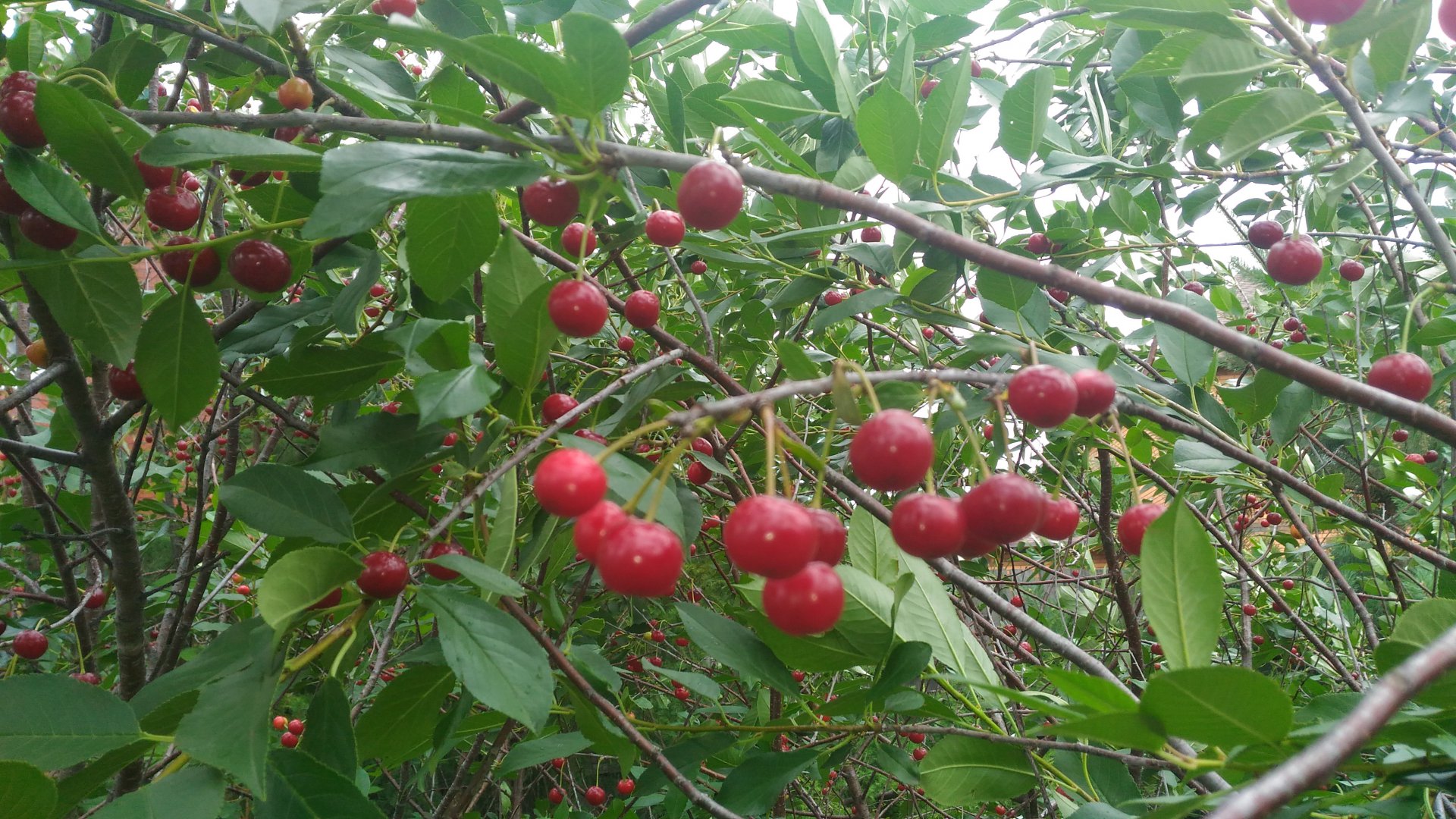 Вишня руби курильская фото Вишня руби курильская фото