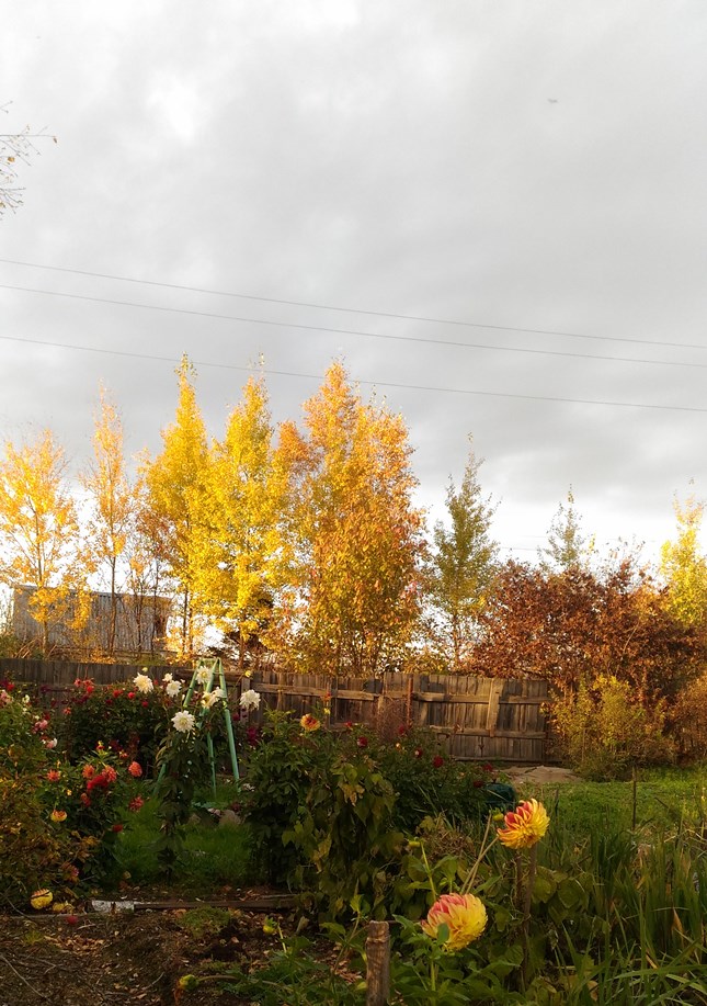 P_20201006_173246.jpg P_20201006_173246.jpg