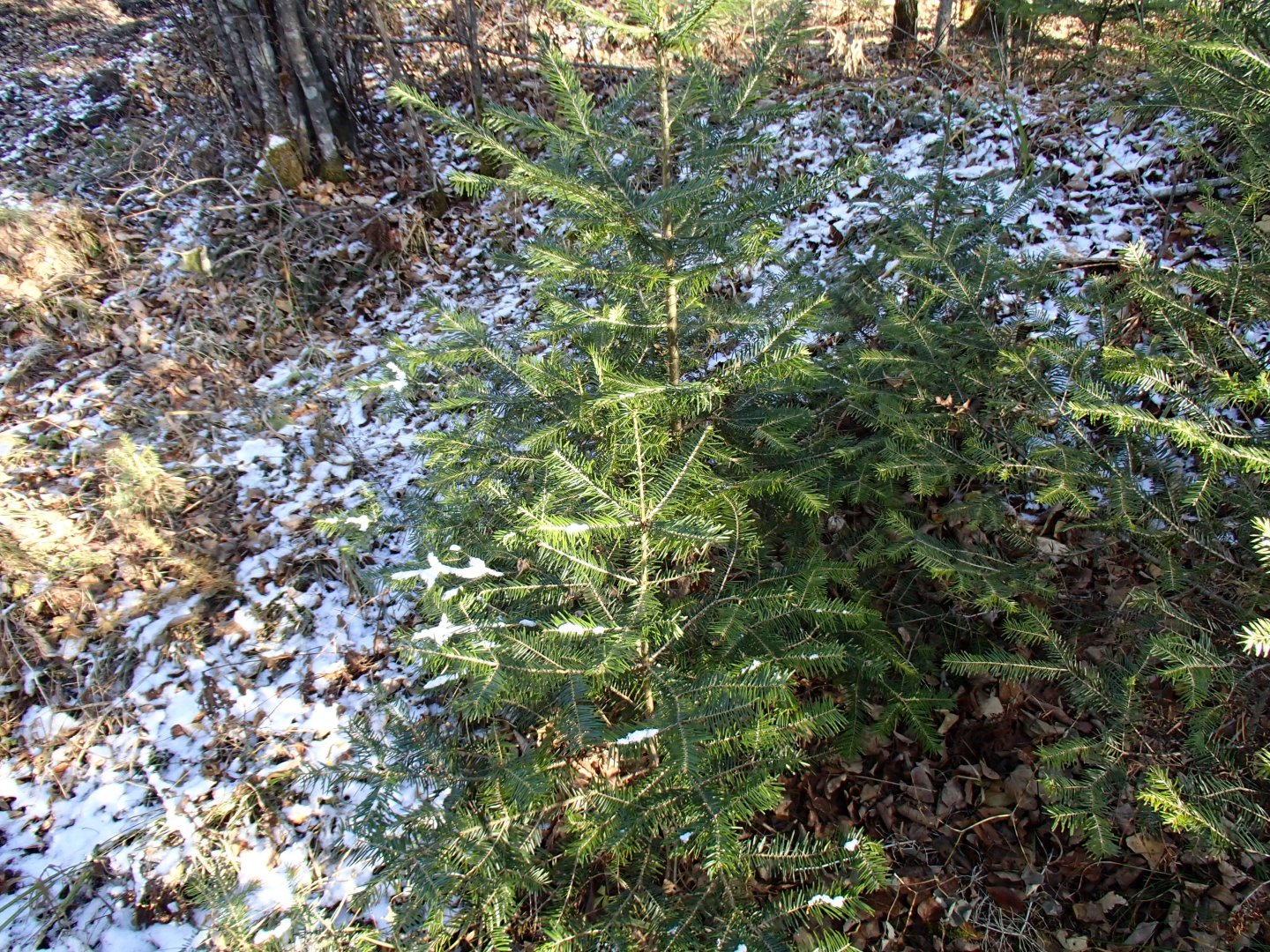 PA170355.JPG