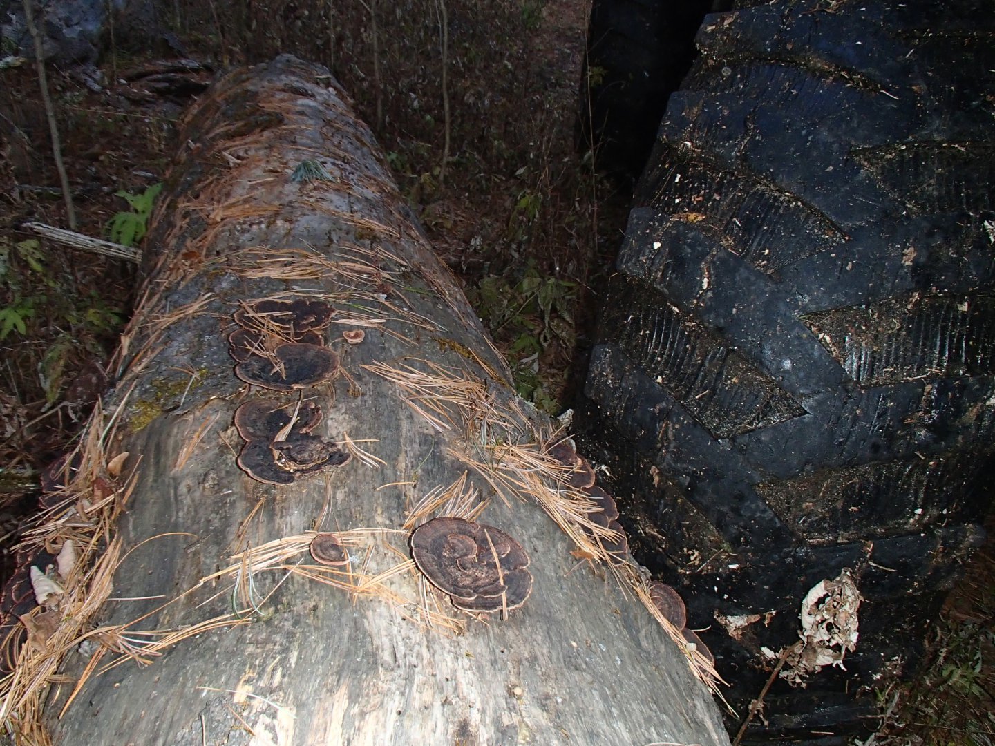 PA170370.JPG