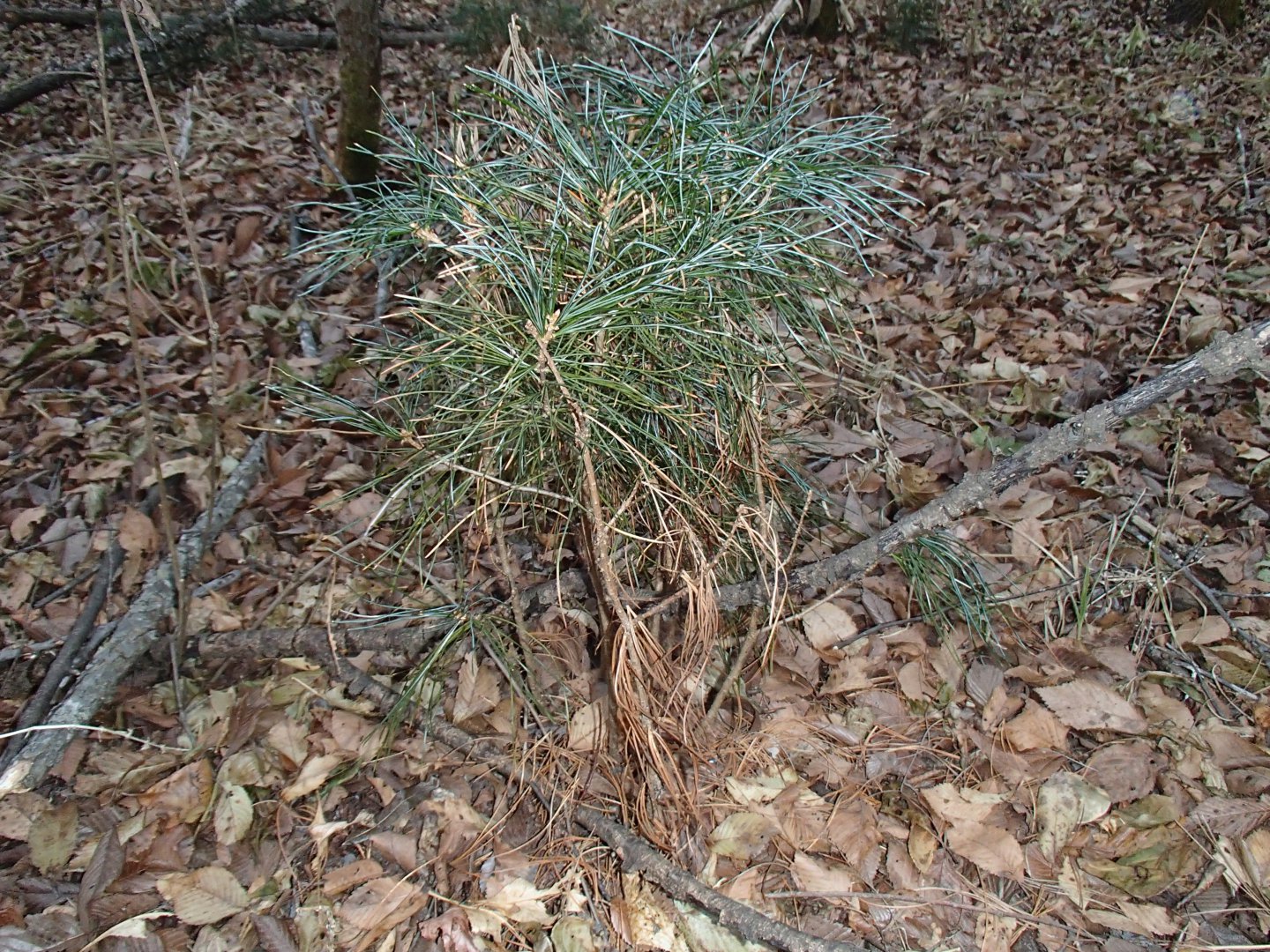 PA190394.JPG