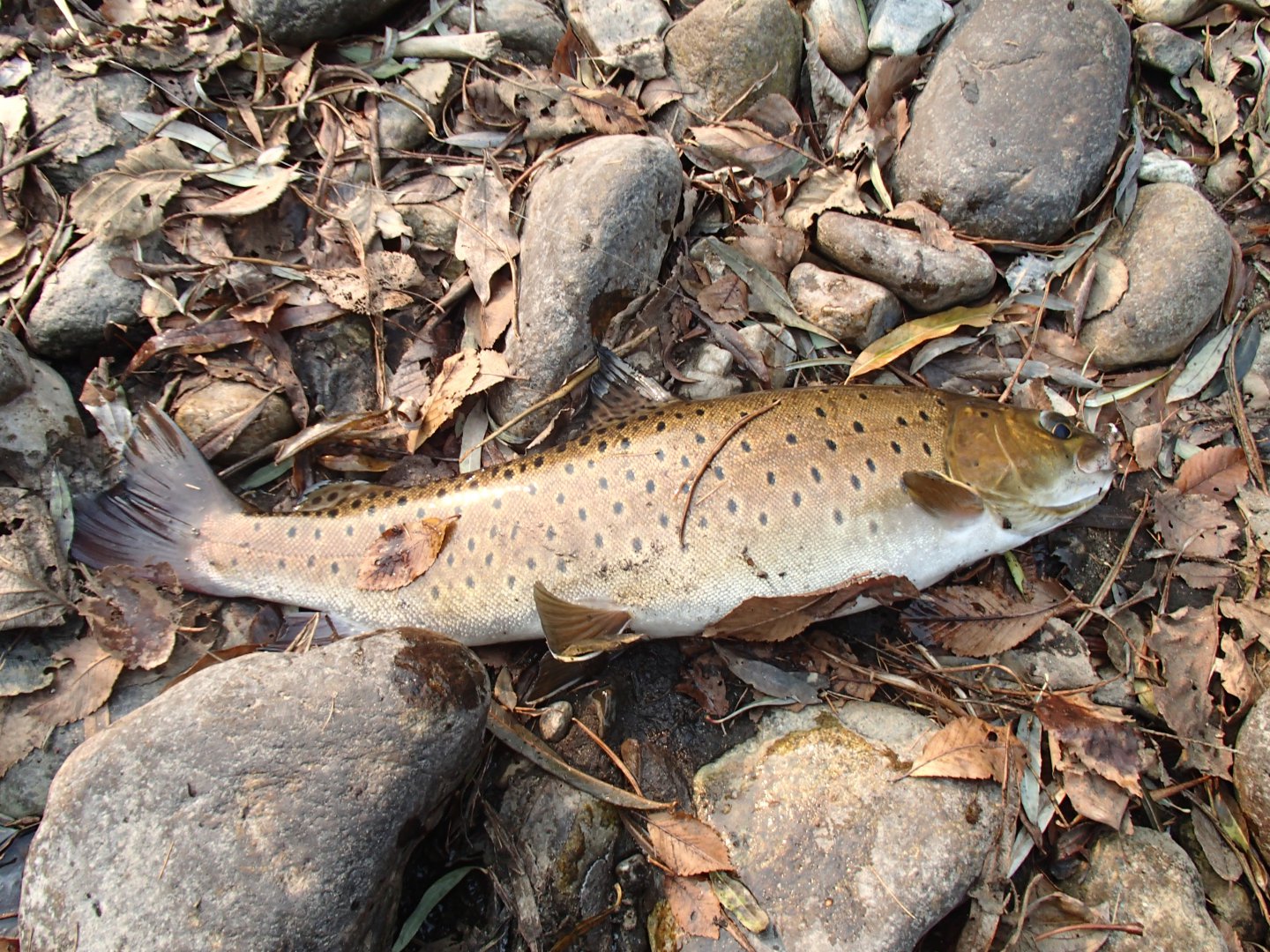 PA190405.JPG