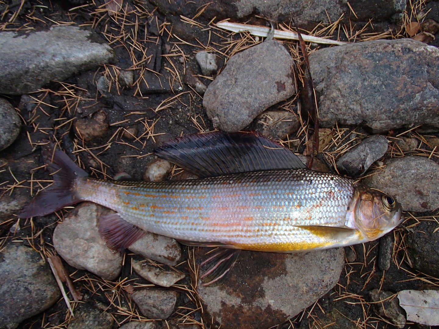 PA190423.JPG