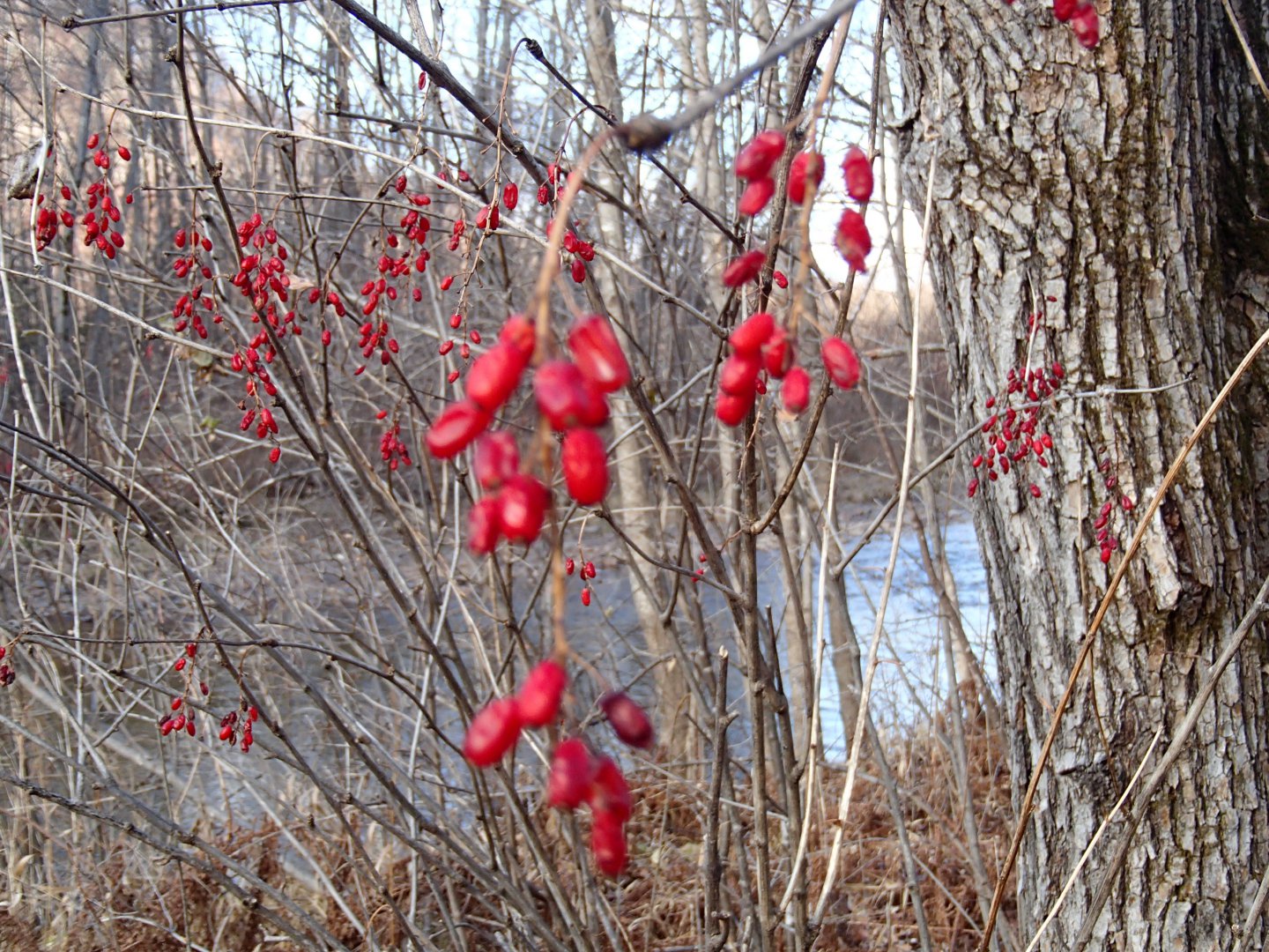 PA210447.JPG