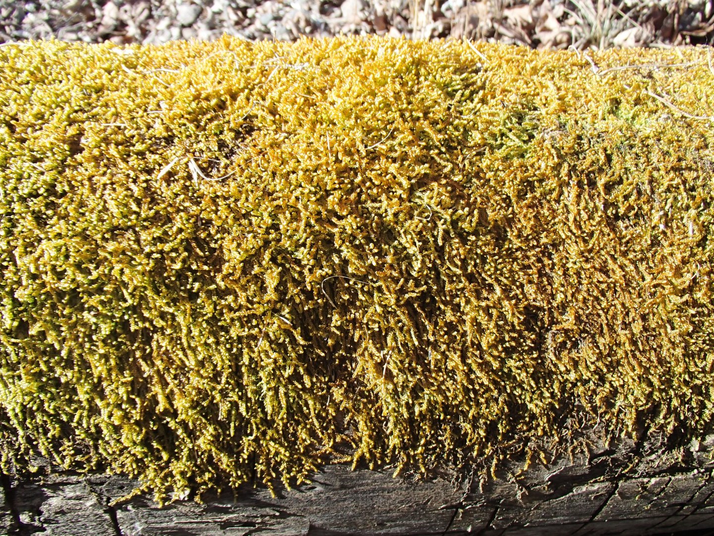 PA210456.JPG