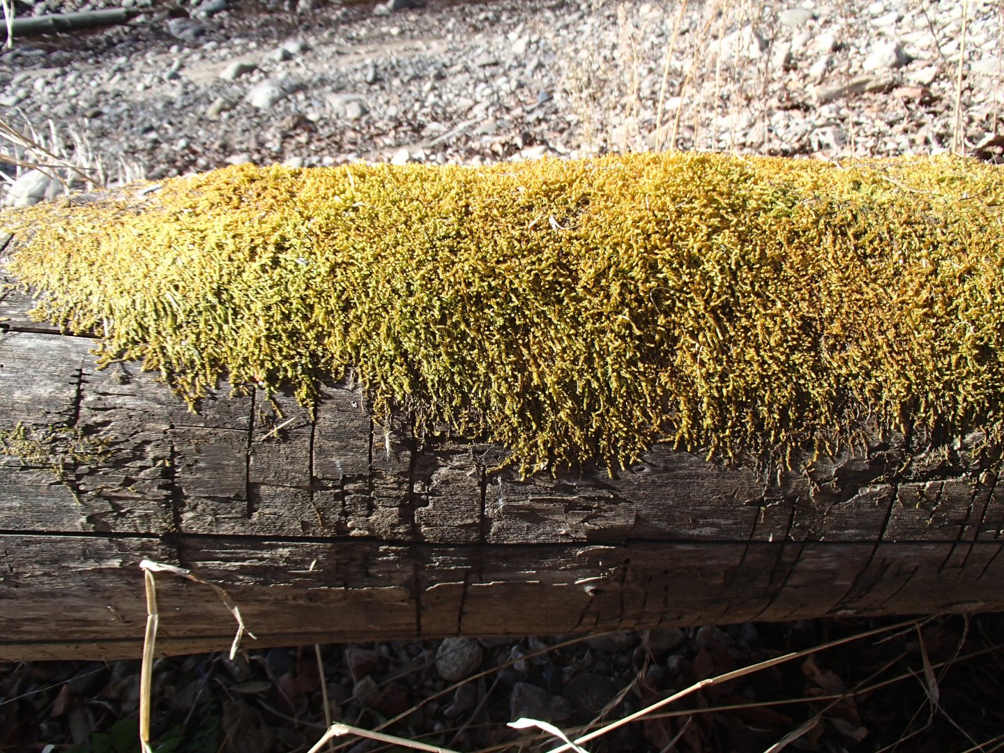 PA210458.JPG