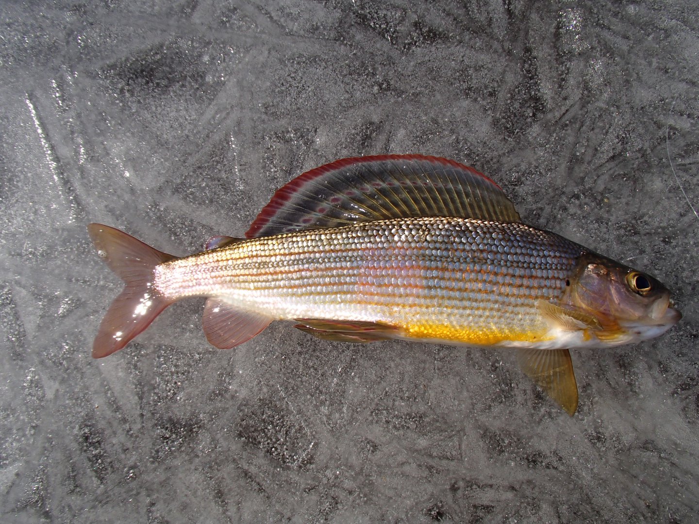 PA240531.JPG