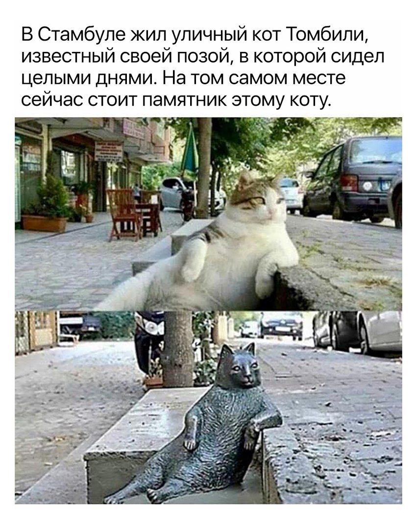 память коту.jpg