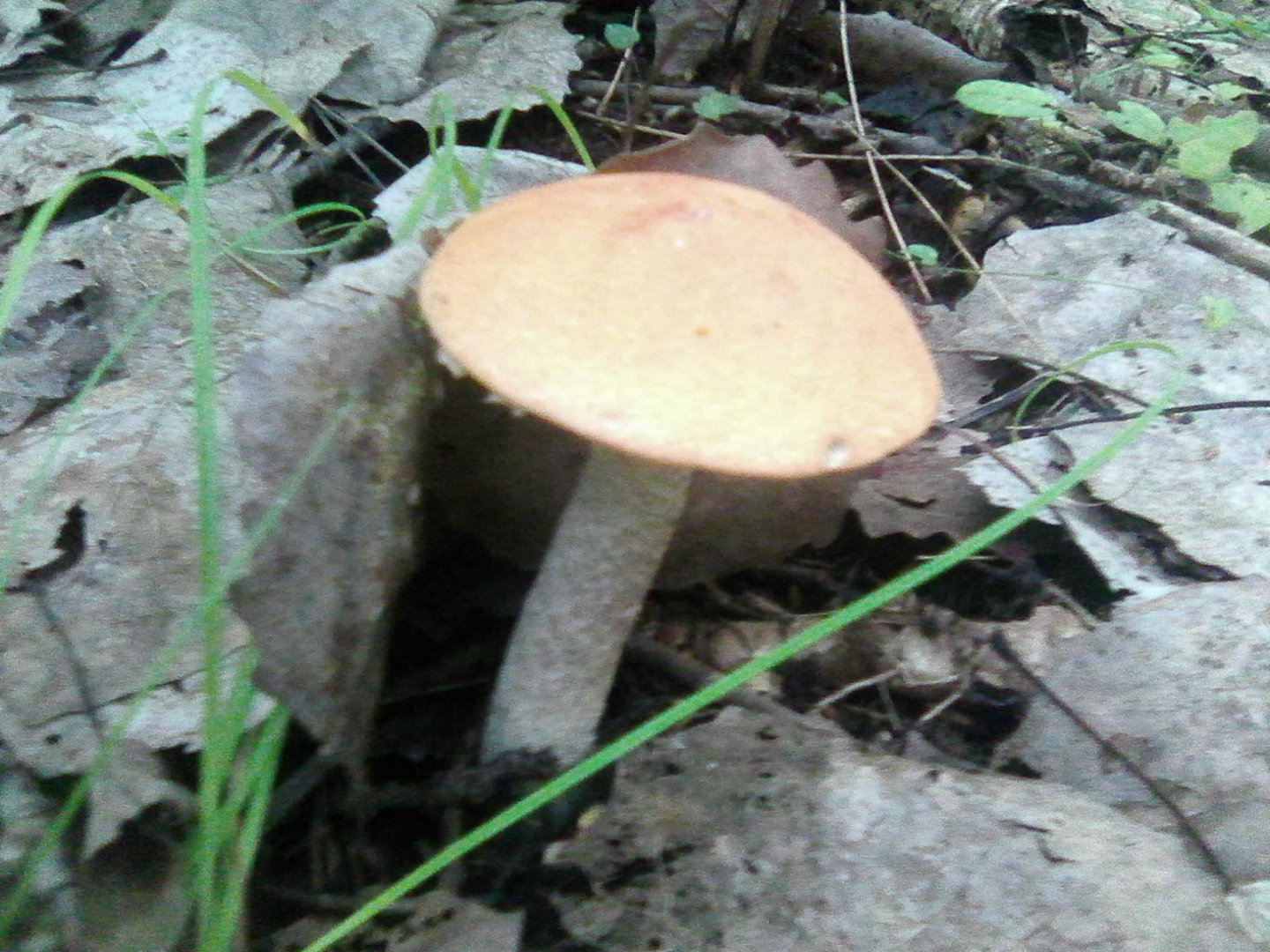 Photo0320.jpg