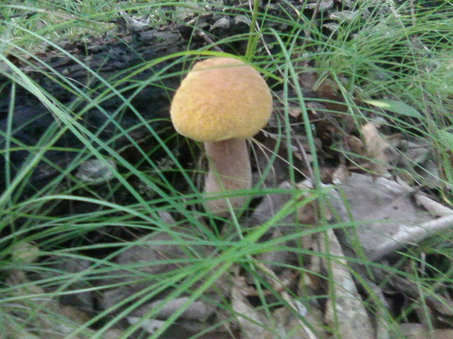 Photo0322.jpg
