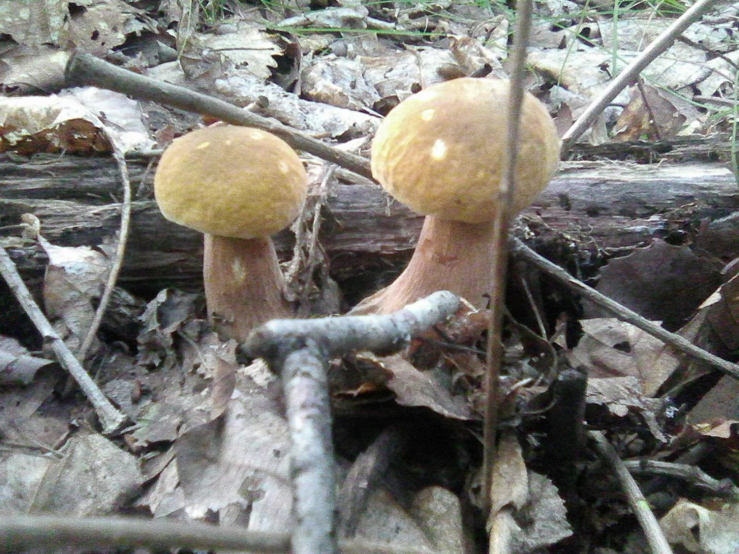 Photo0323.jpg