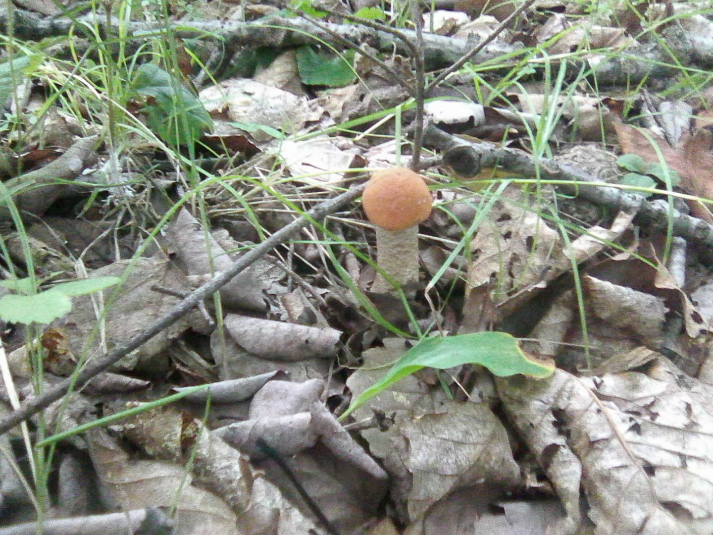 Photo0328.jpg