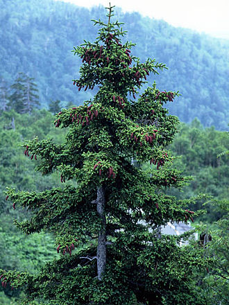 Picea_jezoensis.JPG