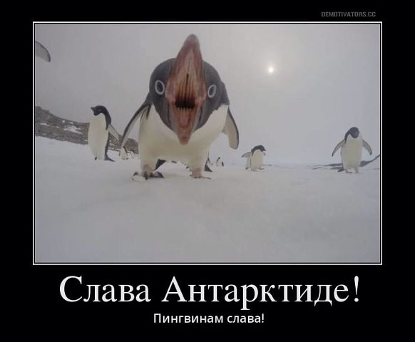 пингвин.jpg
