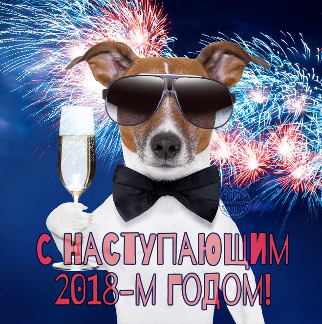 пёс новым годом.jpg
