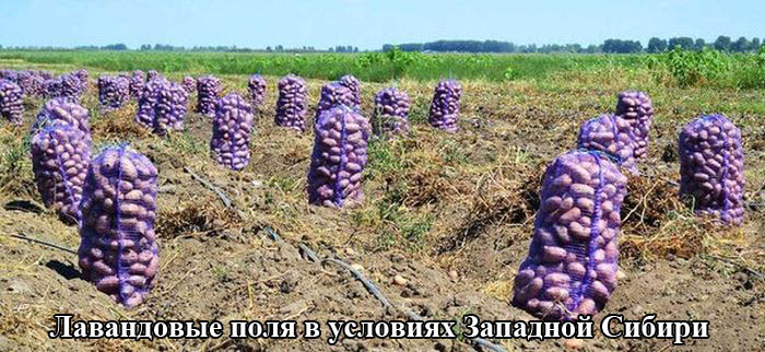 podborka_05.jpg
