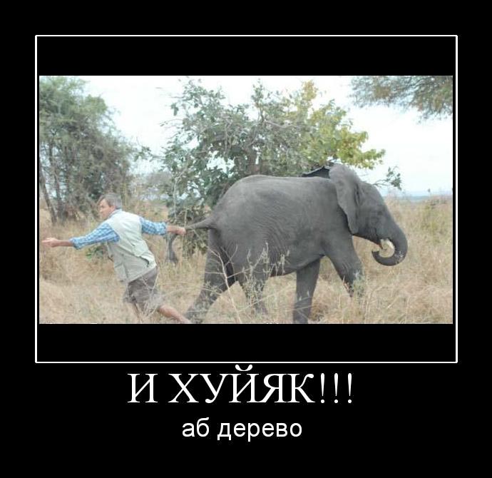 Podborka_smeshnyih_foto_15243096140.jpeg