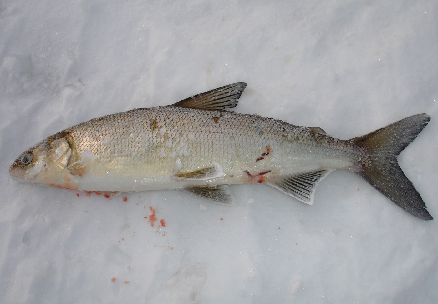 Как выглядит рыба сига фото Как выглядит рыба сига фото